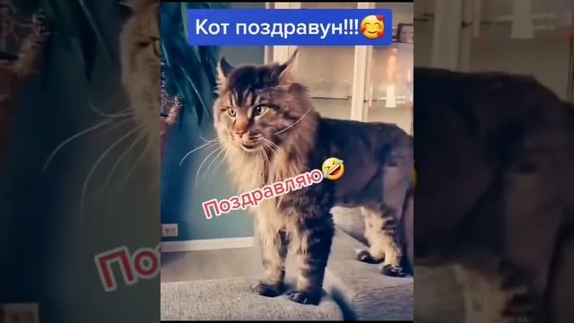 приколы-с-животными-смешные-коты_9.mp4