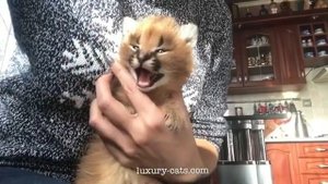 Голос каракала The Voice of the Caracal