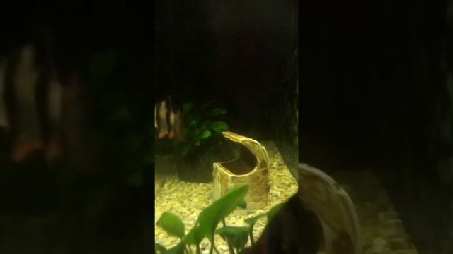 рыбки барбусы и кот вася смотреть онлайн