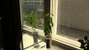 Как вырастить вяз. Август. Часть 5.