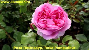 10 СОРТОВ РОЗ в розовом окрасе. Неприхотливые и стойкие сорта.