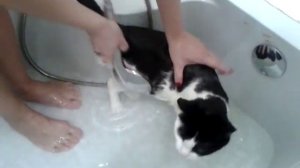 Как помыть кота ? Просто взять и помыть :)