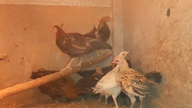 Ухейилюй дома!!! Откопала морозник! Самуята 2 мес. и неделя!! смотреть онлайн