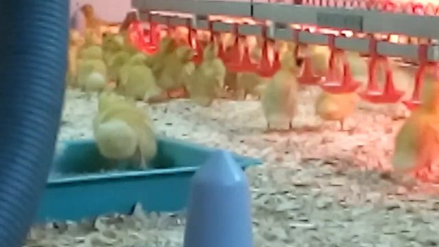 Утки муларды.Цена 90-150 руб. смотреть онлайн