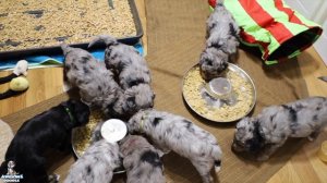 Weaning Petunia's Aussiedoodle Puppies