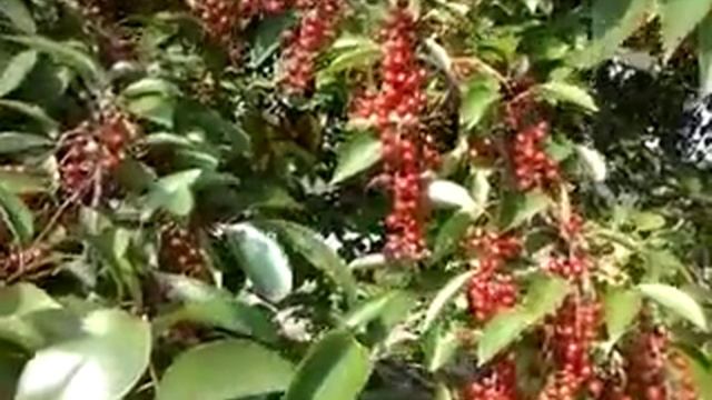 Калина, не очень красная. смотреть онлайн