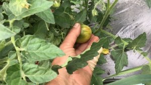 Новинки томатов 2023 года. Томатный Гном Сердце Скарлет первым поспел в открытом грунте. 19 июня.