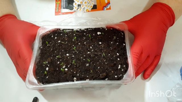 Комнатная ромашка, всходы #ромашкавсходы#нивяник смотреть онлайн