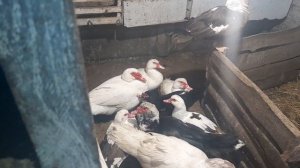 Мускусные утки//Индоутки//Убираю последних лишних//17 февраля 2023 год