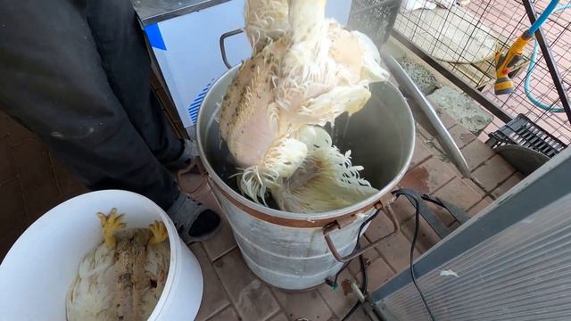 Забой бройлеров от А до Я. смотреть онлайн