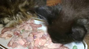 Один из вариантов прикорма котят Мейн-кунов в раннем возрасте.