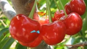 Вишня обыкновенная Фея (prunus cerasus feia) ? вишня Фея обзор: как сажать саженцы вишни Фея