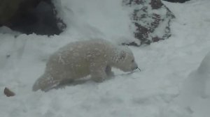 Белый медвежонок впервые увидел снег.