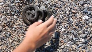 Водяной уж-Шахматная гадюка