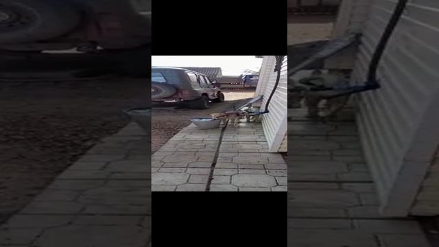 щенки русской гончей, западно-сибирской лайки