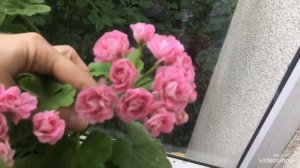 Обзор цветущих пеларгоний в июне 2019