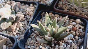 Цветные гимнокалициумы.Ариокарпусы.Небольшой обзор.