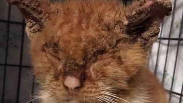 Кот со слипшимися глазами сидел на дорожке у дома, отчаянно мяукая смотреть онлайн