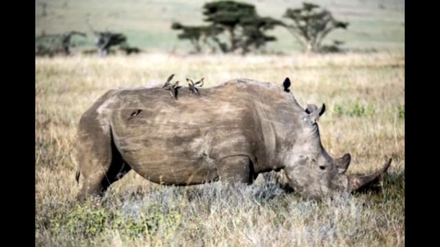 Носорог Носик смотреть онлайн