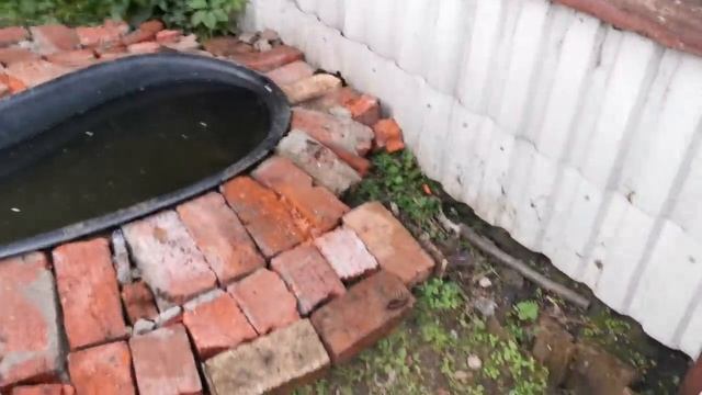 Гуси гоняют Жучку, загнали в конуру смотреть онлайн