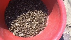 Пчелиный подмор- клад для здоровья человека. Реальные истории из нашей жизни пчеловодов.