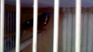 Гулярис (лесной каменный дрозд)