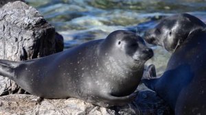 Байкальская нерпа на лежбище Ушканьих островов