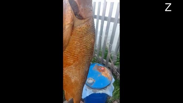 Коптильня холодного копчения из подручного материала, собрал товарищ, ПРОБНЫЙ ВАРИАНТ. Щепа Осины. смотреть онлайн