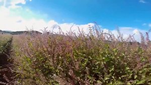 Базилик Священный