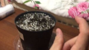 Как правильно выращивать ЧЕРИМОЙЮ!!! (ОЧЕНЬ СТОЙКОЕ РАСТЕНИЕ) БОЛЕЗНИ НЕ БЕРУТ!!!