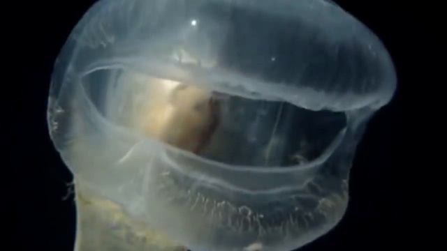 Тайны Марианской впадины и ее обитатели