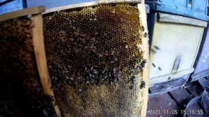 Миф и реальность.Зимовка пчелосемей на подсолнечном мёде.