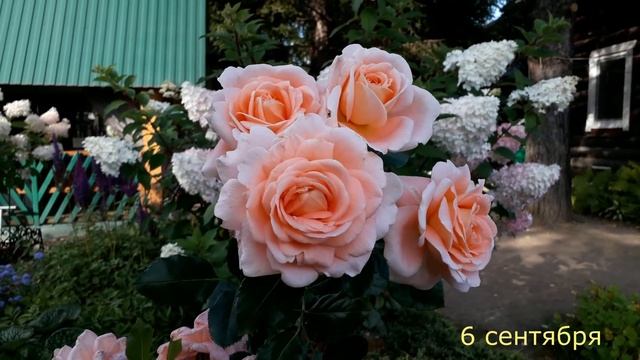 ✿➽ Покупала розу сорта Краун Принцесс Маргарет! ?? Это она? ?? 2020 г смотреть онлайн