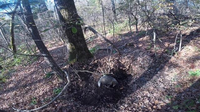 Охота на барсука. Барсук сидит в капкане. смотреть онлайн