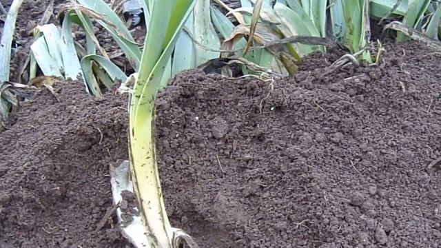 Лук порей. Как хранить зимой. смотреть онлайн