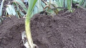 Лук порей. Как хранить зимой.