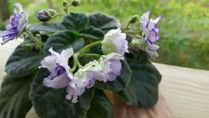 ФИАЛКИ. 20 СОРТОВ ФИАЛОК С НАЗВАНИЯМИ. ВИДЕО ОБЗОР.