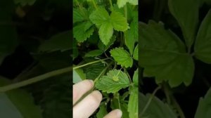 Альпийская земляника  сорт Любаша