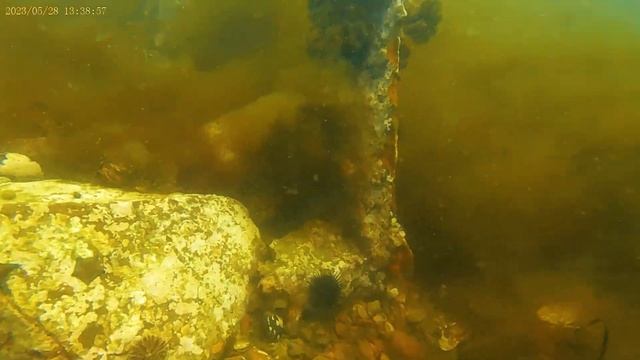 Дайвинг. Владивосток. маяк Токаревского смотреть онлайн