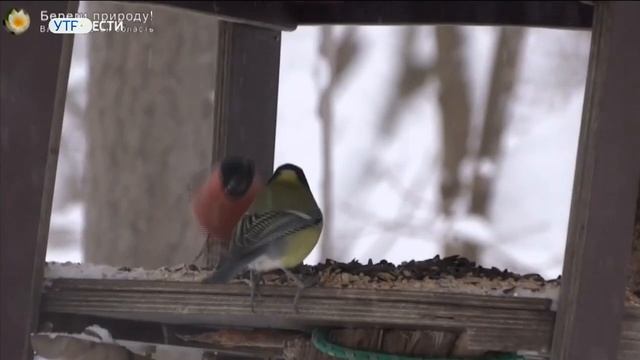 Во Владимире снегири все чаще попадают в кадр любителей фотоохоты смотреть онлайн