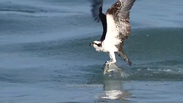 Потерянную Овцу Не Стригли Годами (Лучшие приколы 2021, смешные и интересные видео) смотреть онлайн