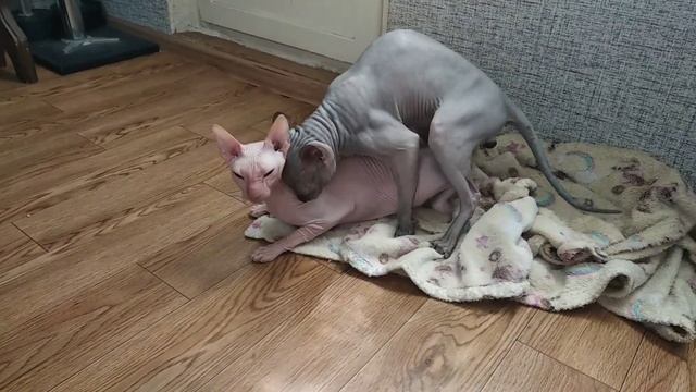 Вязка сфинксов !Sphynx mating  Донской сфинкс Стич вязка с белой кошечкой