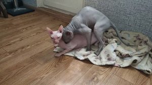 Вязка сфинксов !Sphynx mating  Донской сфинкс Стич вязка с белой кошечкой