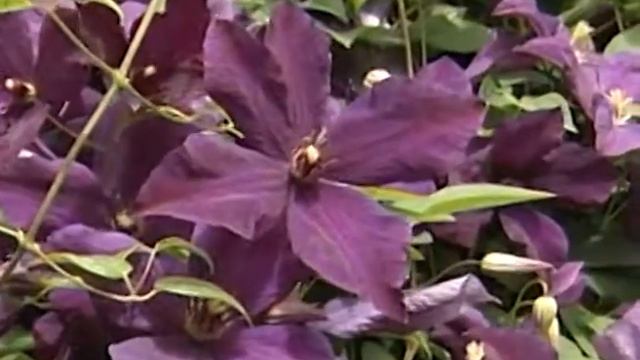 Клематису поклонись, и он отблагодарит смотреть онлайн