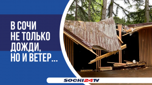 В Сочи дерево сломало новый туалет на Цветном бульваре