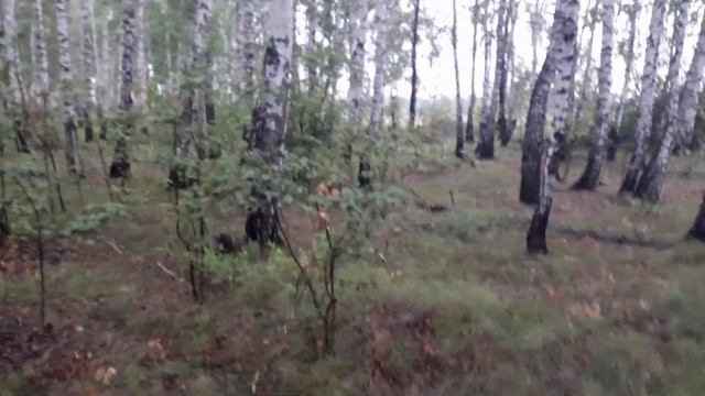 СОБИРАЕМ ГРИБЫ/ПРОГУЛКА ПО ЛЕСУ/МЫ ИЗ ДЕРЕВНИ! смотреть онлайн