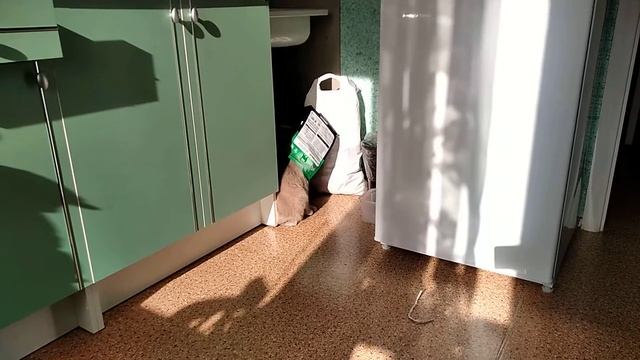 Как заткнуть кота смотреть онлайн