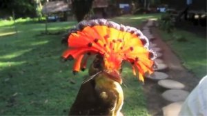 САМЫЕ НЕОБЫЧНЫЕ и удивительно КРАСИВЫЕ ПТИЦЫ планеты