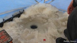 Много ОКУНЯ НА МАРОПЕДКУ с одной лунки ЖОР ОКУНЕЙ Зимняя рыбалка 2023-2024 р.Енисей