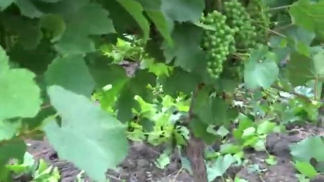 Чеканка винограда в Анапе при формировке Гюйо. Сорт Красностоп смотреть онлайн